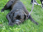 Head Collar for Large Dogs, No Pull Dog Head Collar with Safety Connector