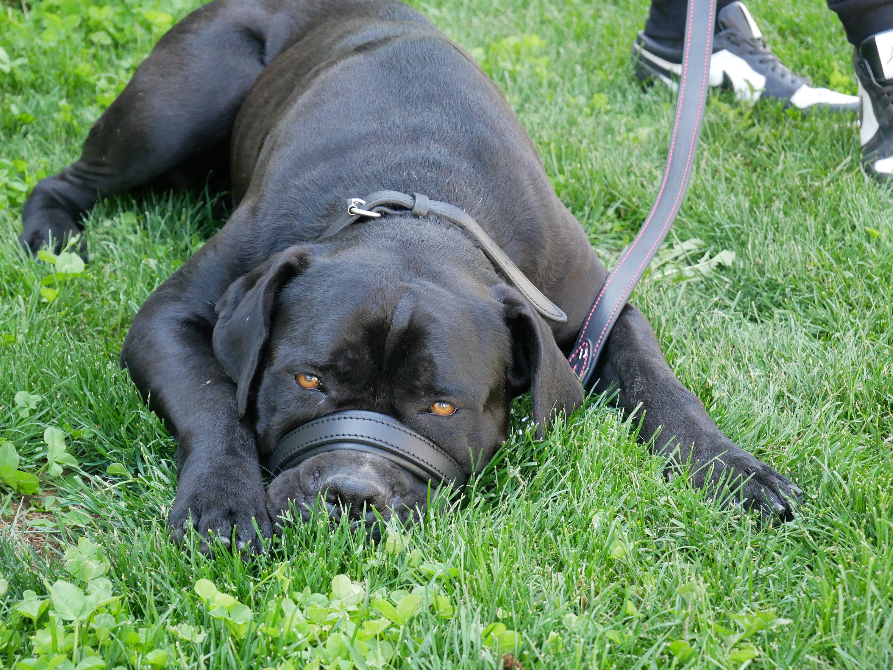 Head Collar for Large Dogs, No Pull Dog Head Collar with Safety Connector