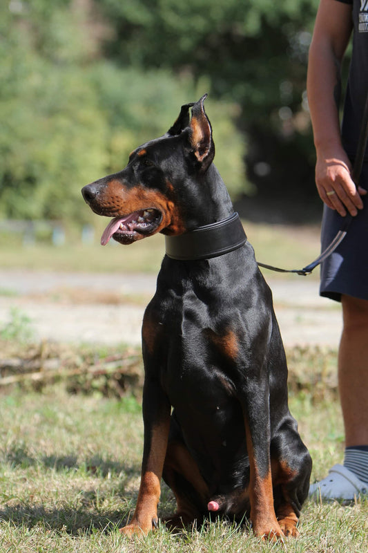 Wide Leather Dog Collar Padded