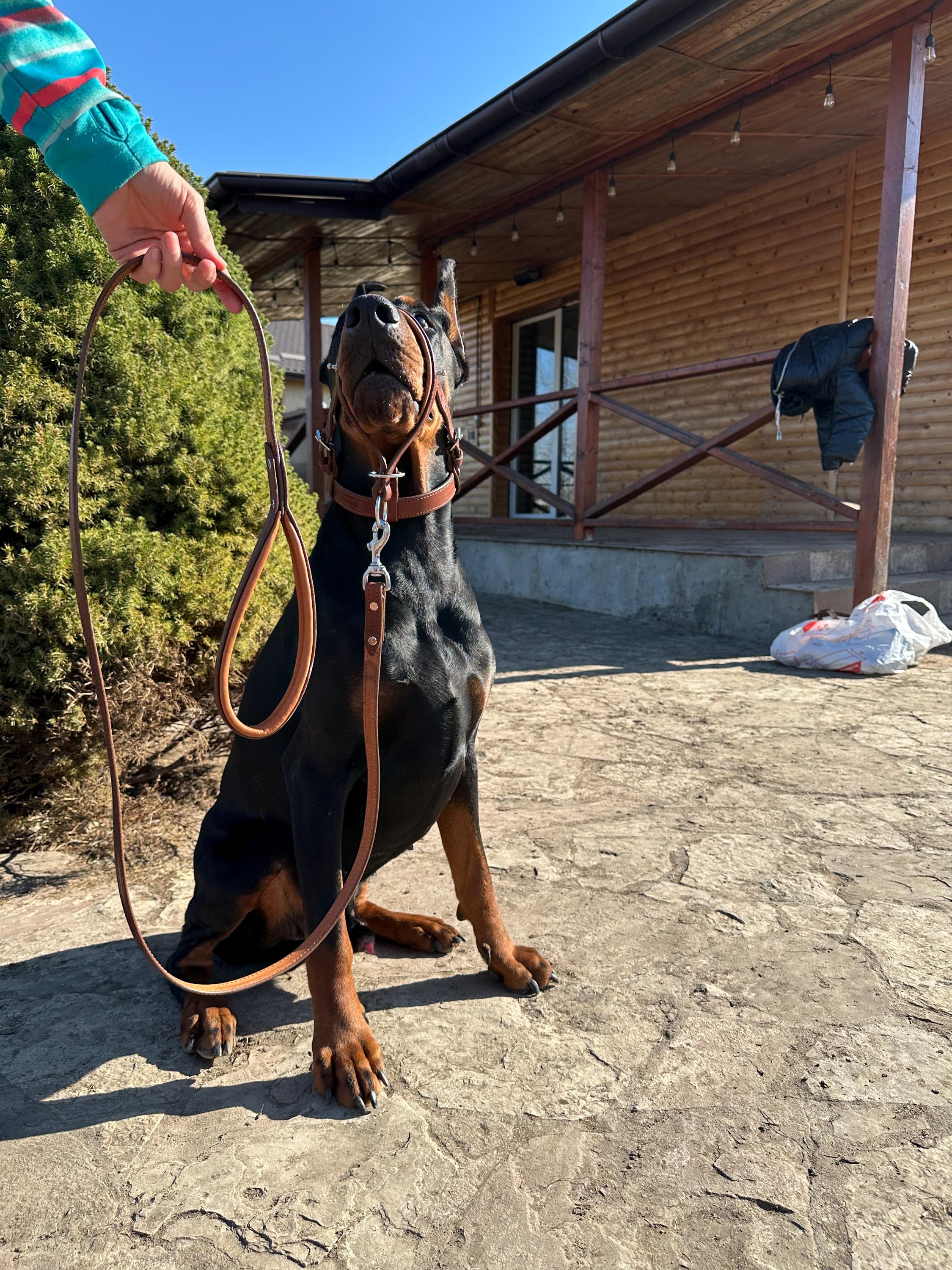 Leather Dog Walking Muzzle