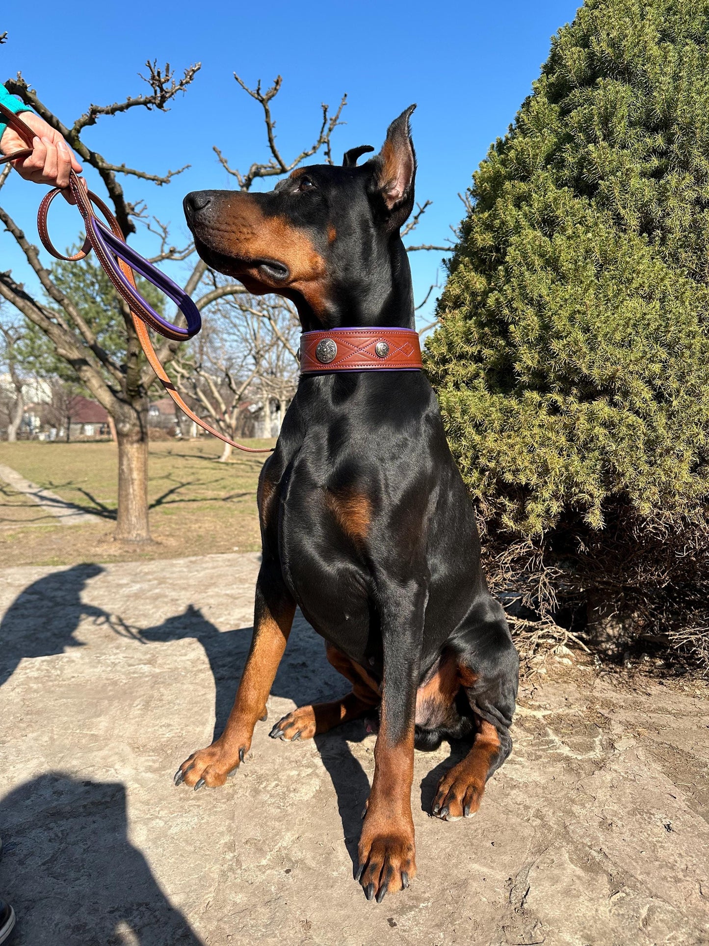 Purple Brown Leather Dog Collar with Concos, Large Padded Collar and Leash Set for Big Breed like Doberman, German Shepherd, Cane Corso