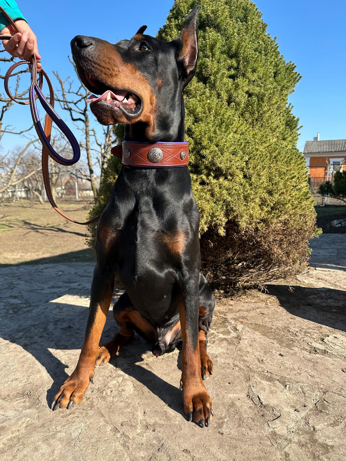 Western dog collars with conchos