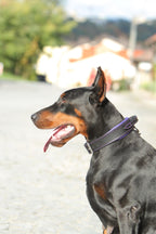 Handle Dog Collar Leather Wide Padded Purple