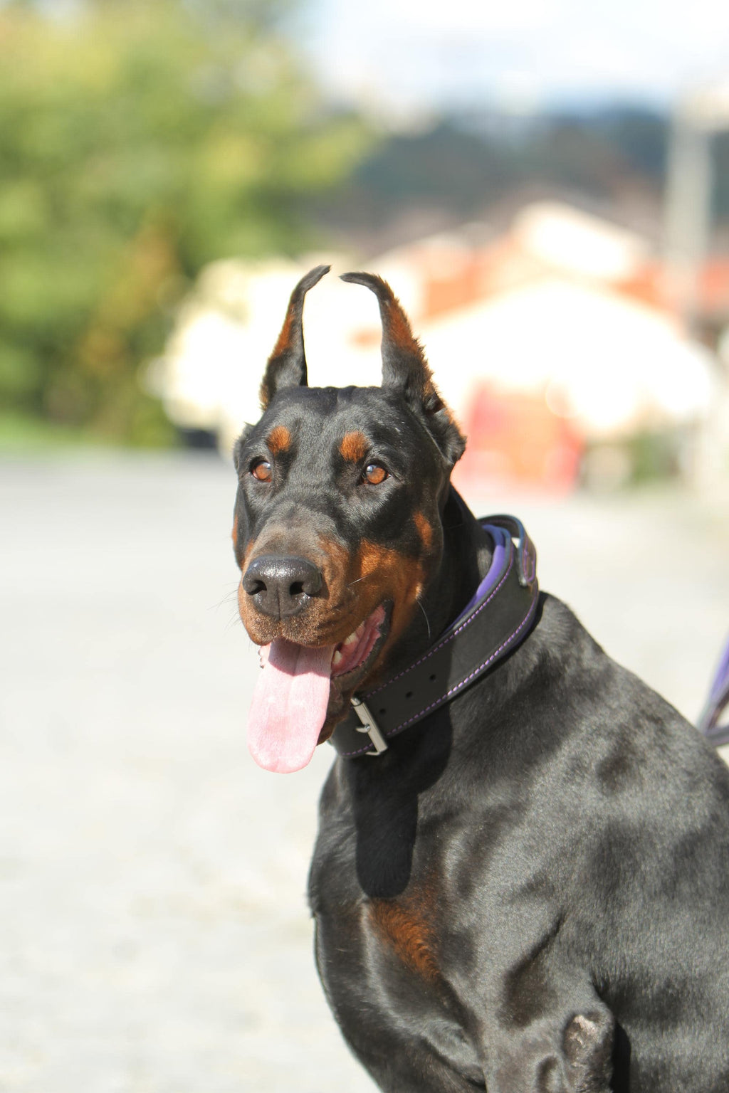 Leather dog collar with handle wide padded collar for doberman shepherd mastiff malinois bulldog, 2 inch tactical collar and leash set