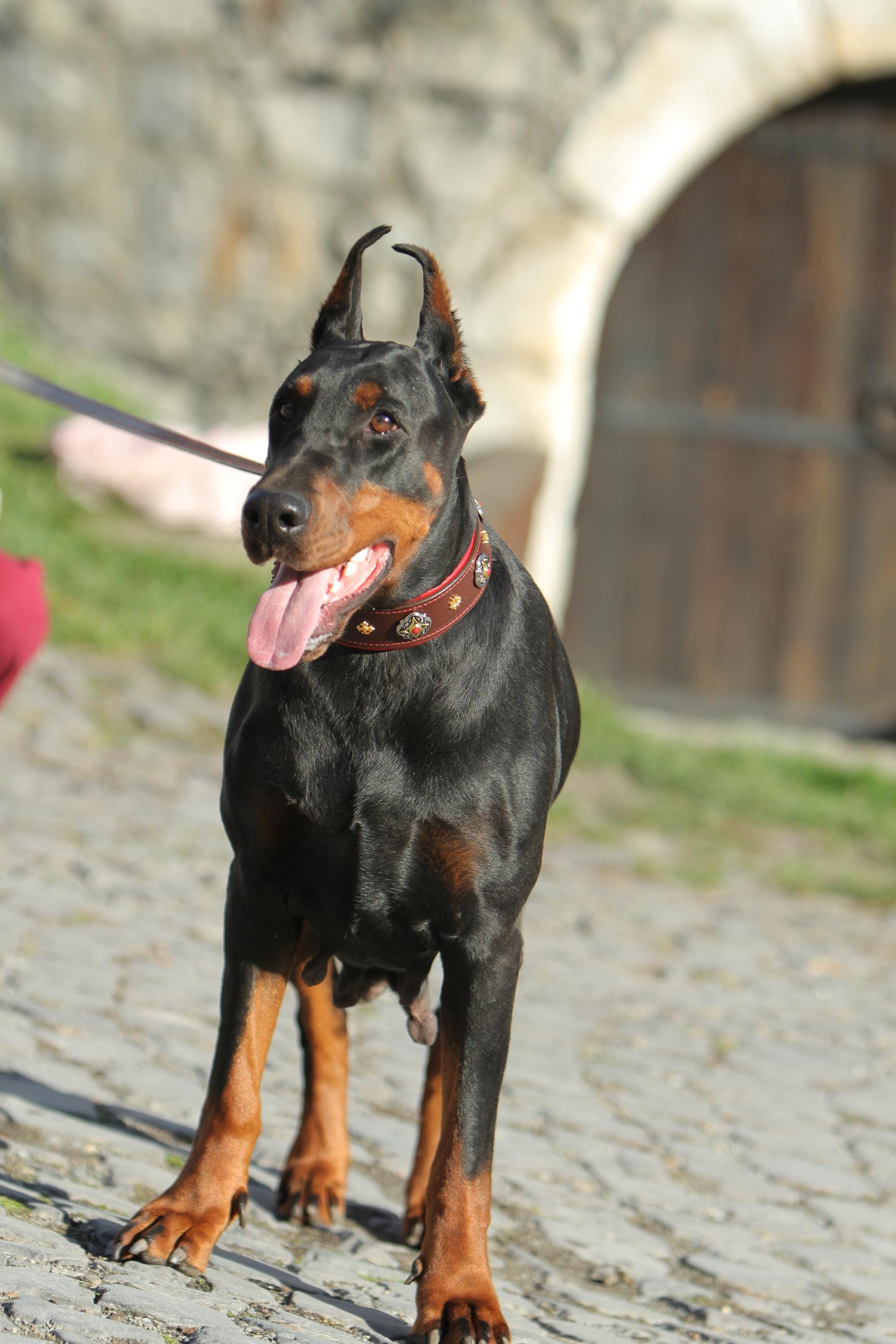 Red Leather Dog Collar with Gold Ornaments, Gemstones Dog Collar 2 in Wide Padded, Doberman, Mastiff, Great Dane, Shepherd, Large Dog Collar