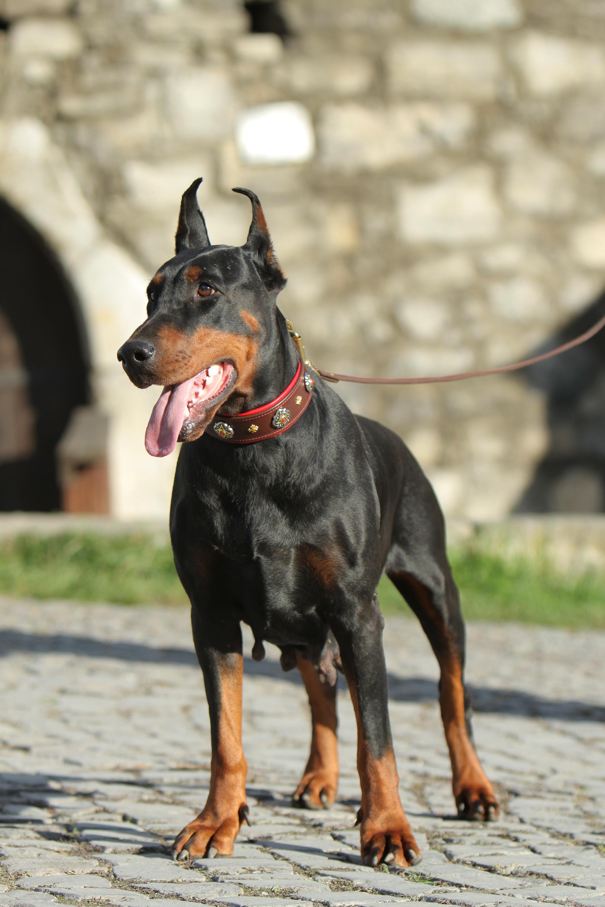 Red Leather Dog Collar with Gold Ornaments, Gemstones Dog Collar 2 in Wide Padded, Doberman, Mastiff, Great Dane, Shepherd, Large Dog Collar