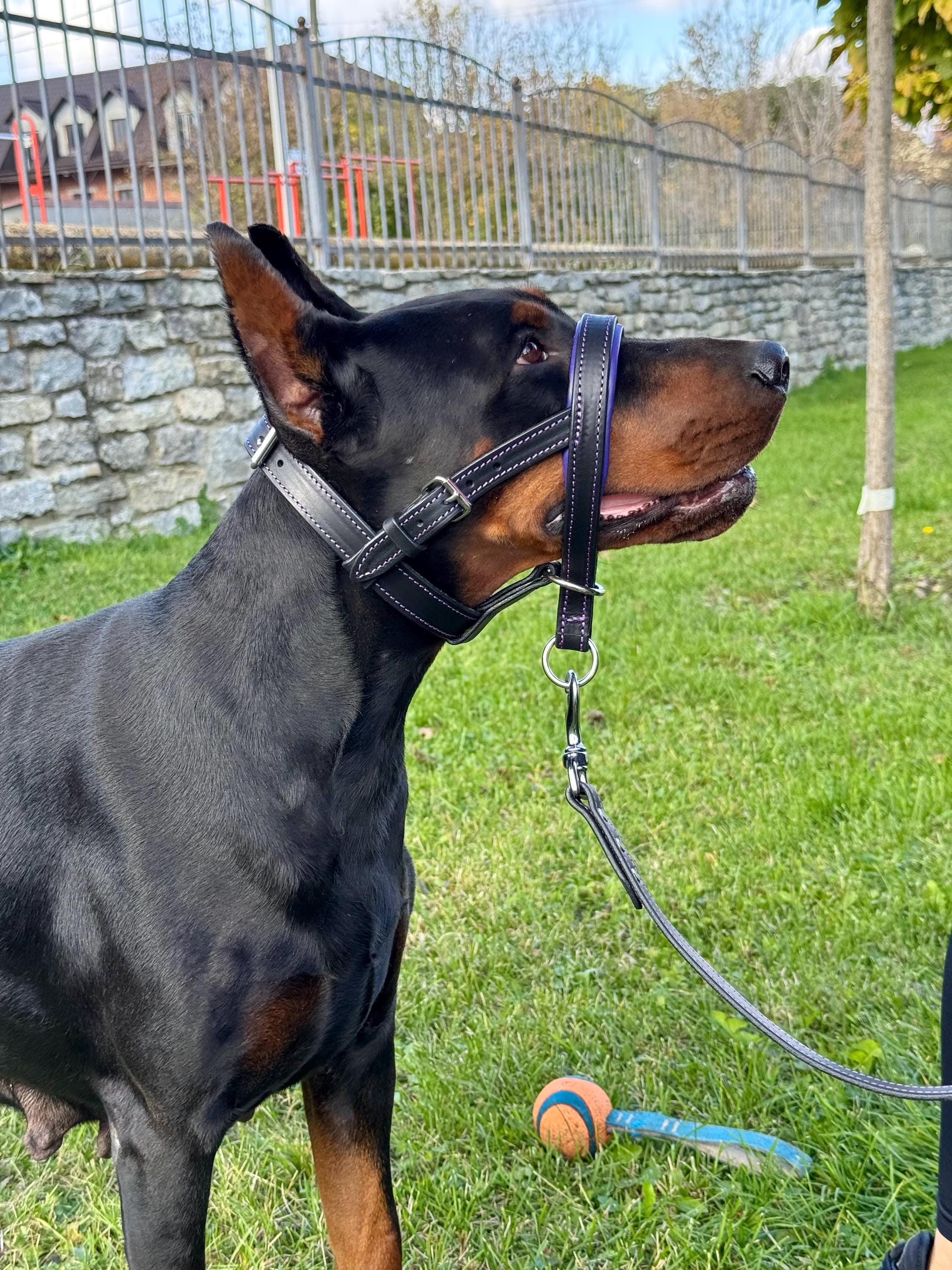 Leather Dog Head collar and Leash Set, Adjustable Halter for Walking & Training, Soft Padding, No Pull Design