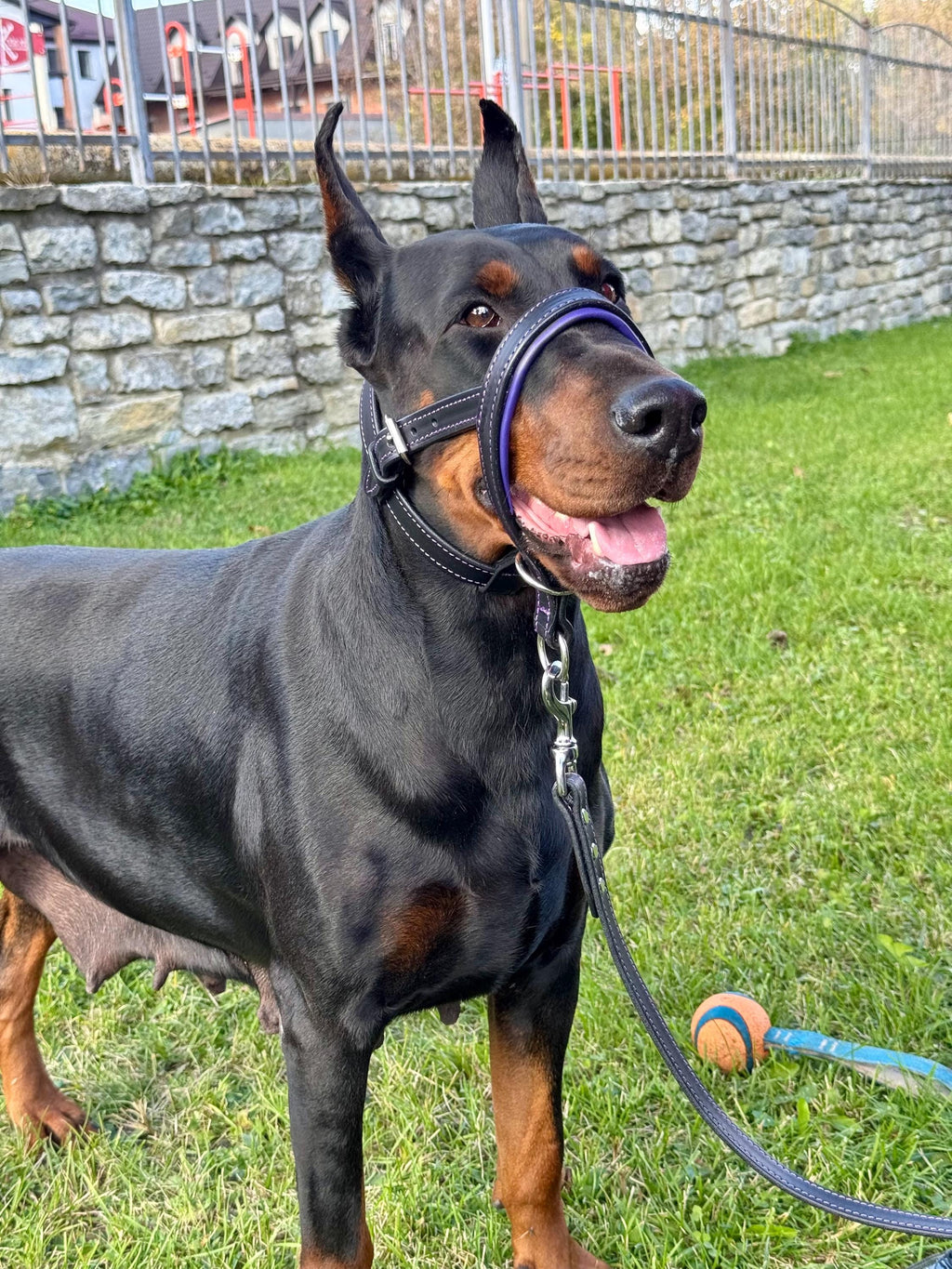 Leather Dog Collar, Head Collar & Leash Set, No Pull Headcollar for Large Dogs, Training Set for Doberman, Shepherd, Mastiff