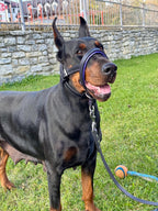 Leather Dog Collar, Head Collar & Leash Set, No Pull Headcollar for Large Dogs, Training Set for Doberman, Shepherd, Mastiff