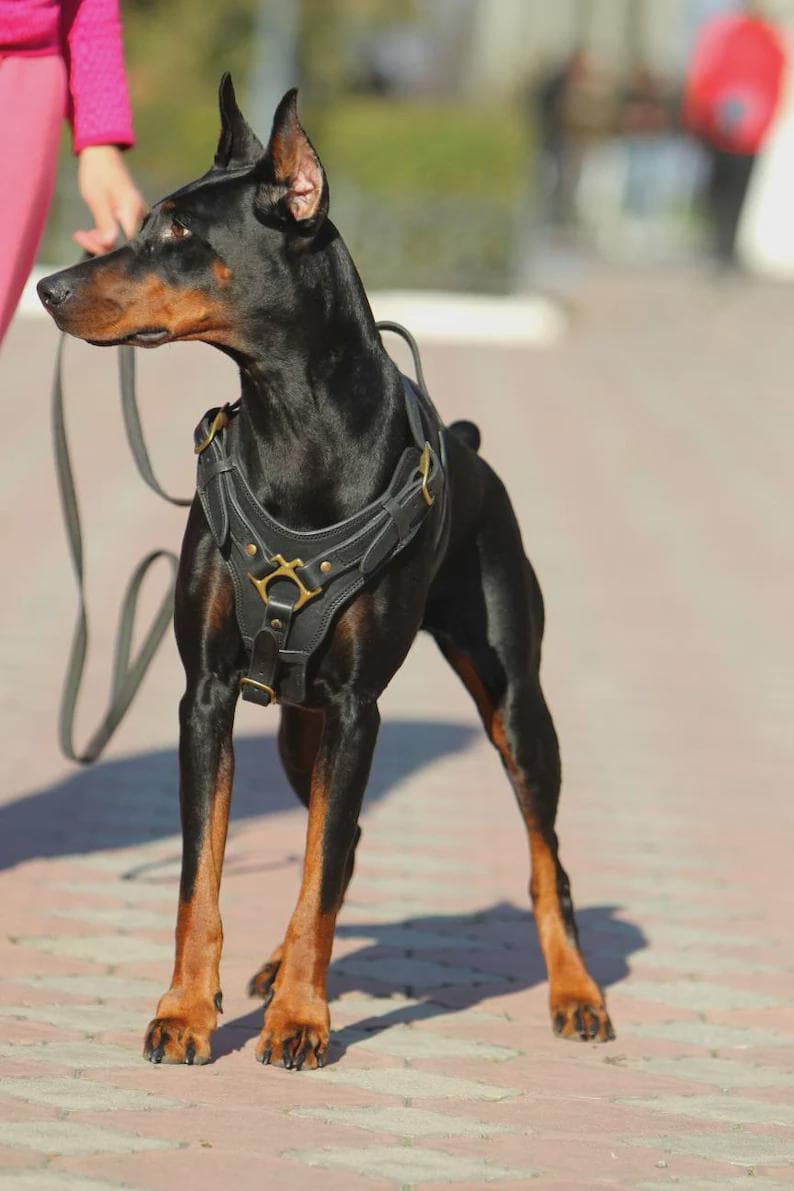 Black Leather Dog Harness with Brass Hardware for Large Breeds