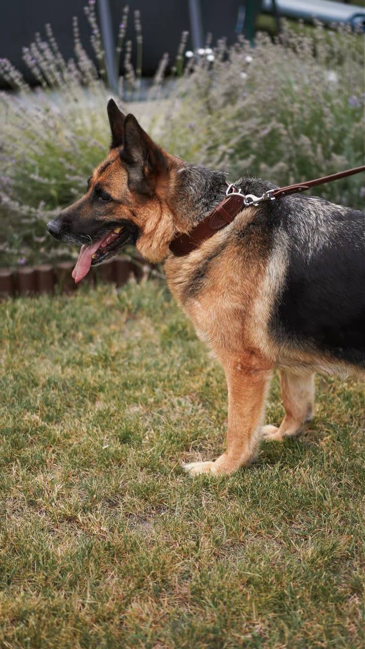 Custom Leather Dog Collar with brass nameplate