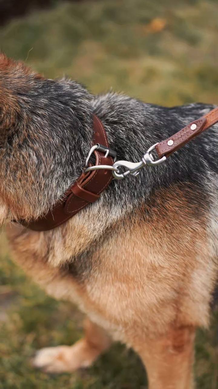 Custom Leather Dog Collar with brass nameplate