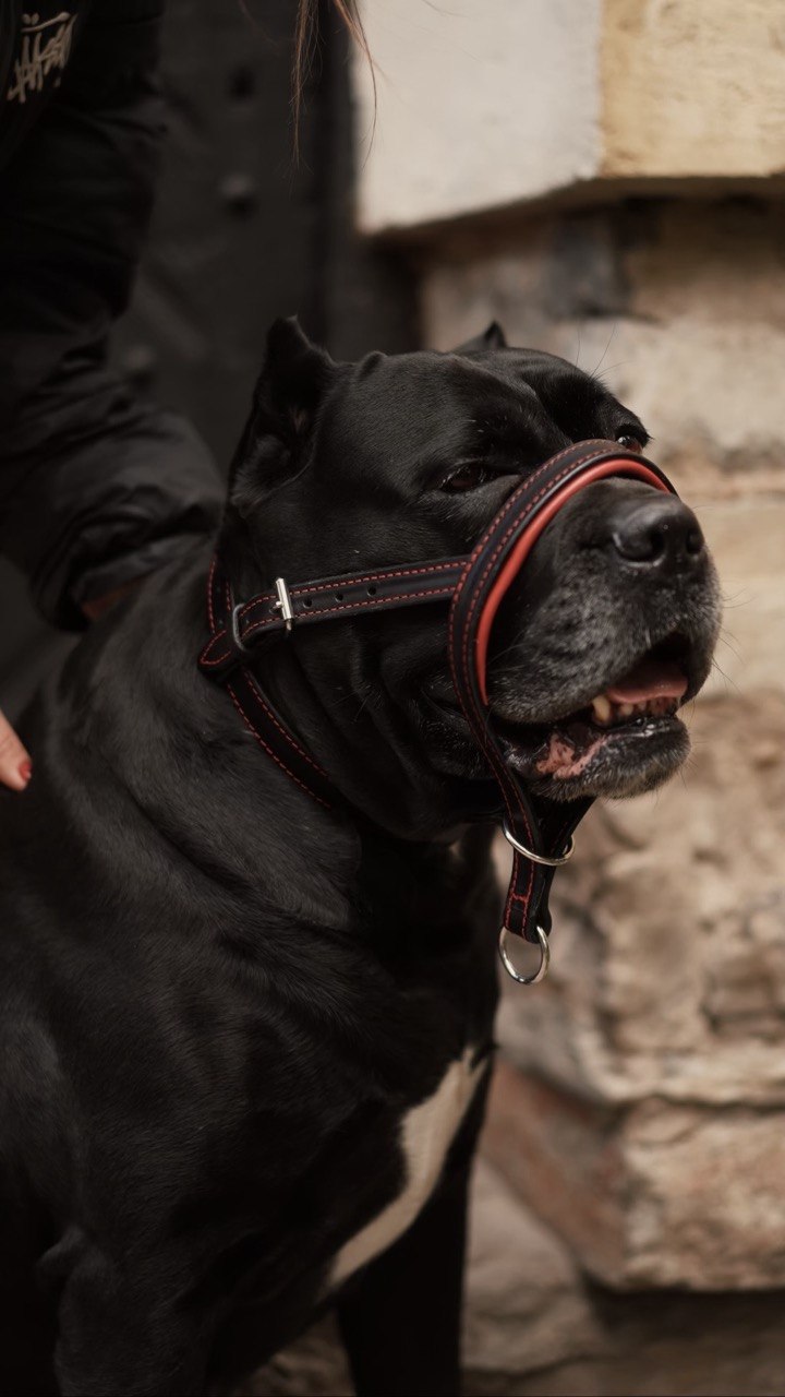 Head Collar
