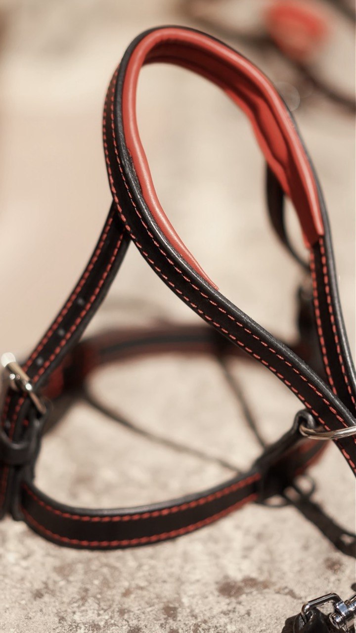 Head Collar