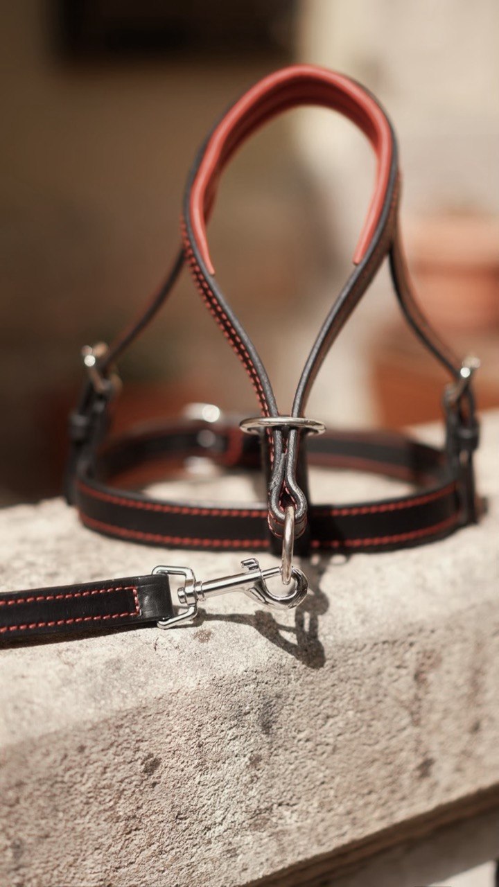 Head Collar