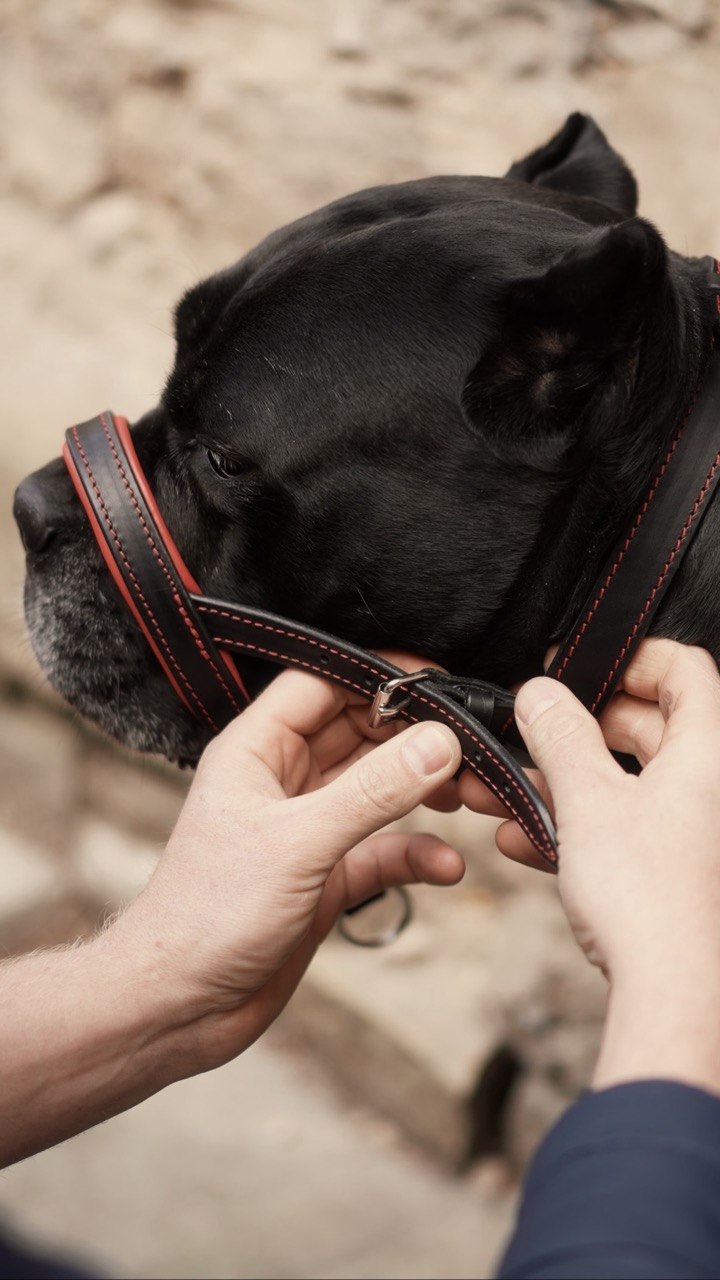 Head Collar