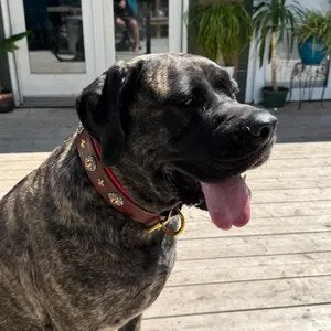 Charlotte V. review photo for Castellar Decorative Collar