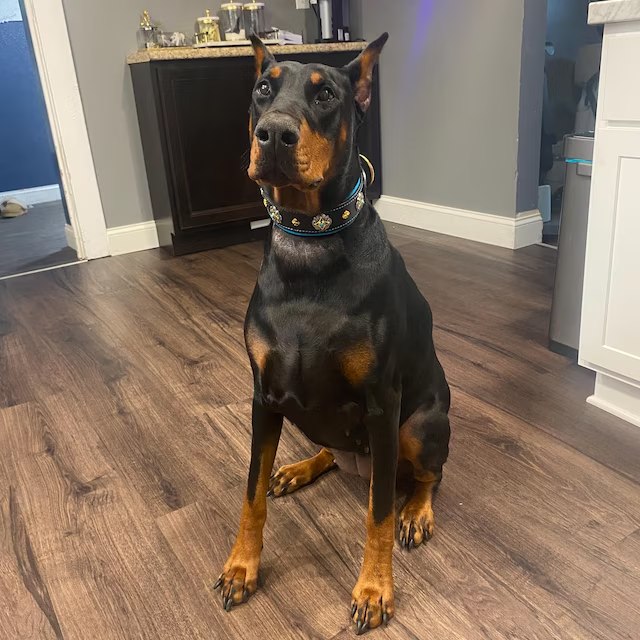 Grace P. review photo for Castellar Decorative Collar