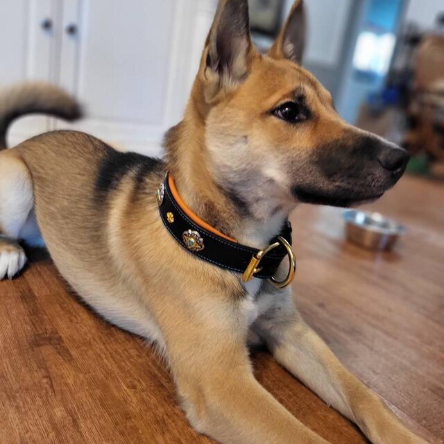 Benjamin S. review photo for Castellar Decorative Collar