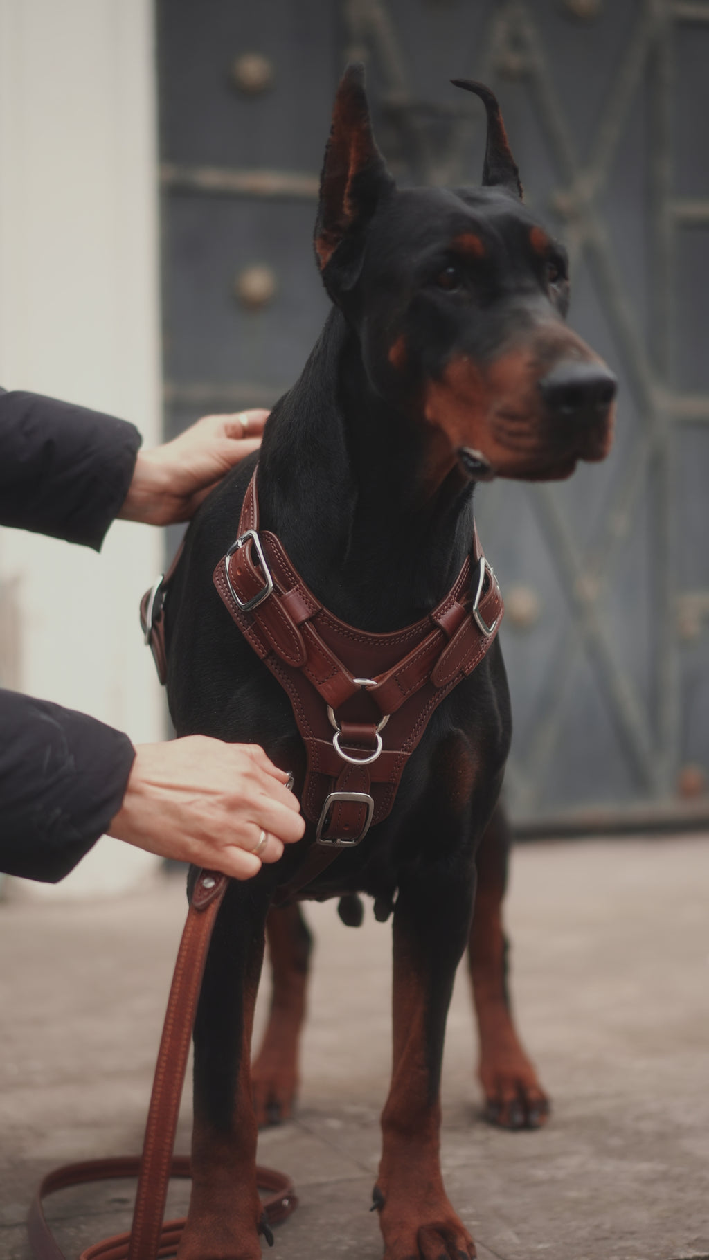 Luxury Leather Dog Harness with Brass Hardware