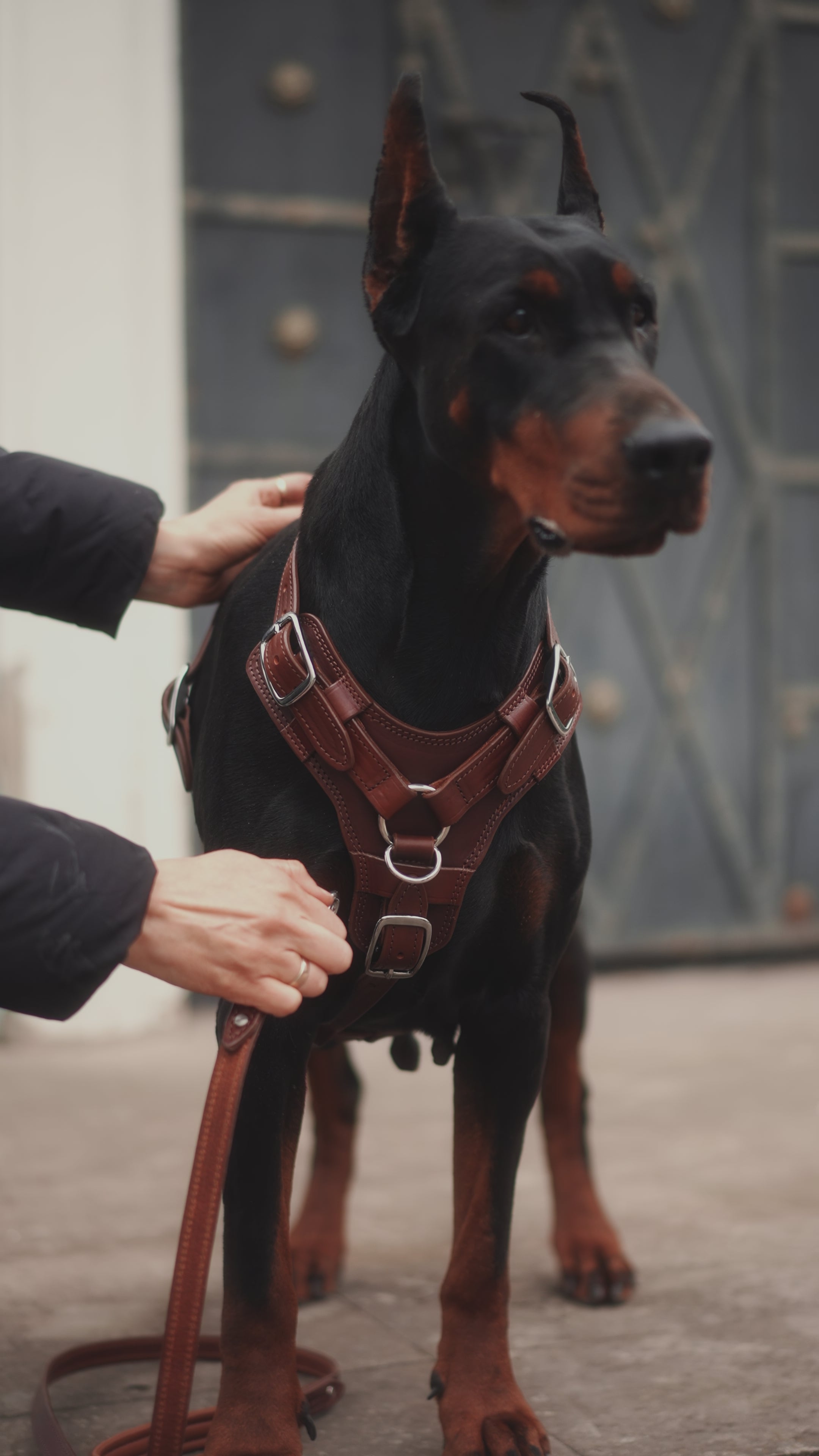 Luxury Leather Dog Harness with Brass Hardware
