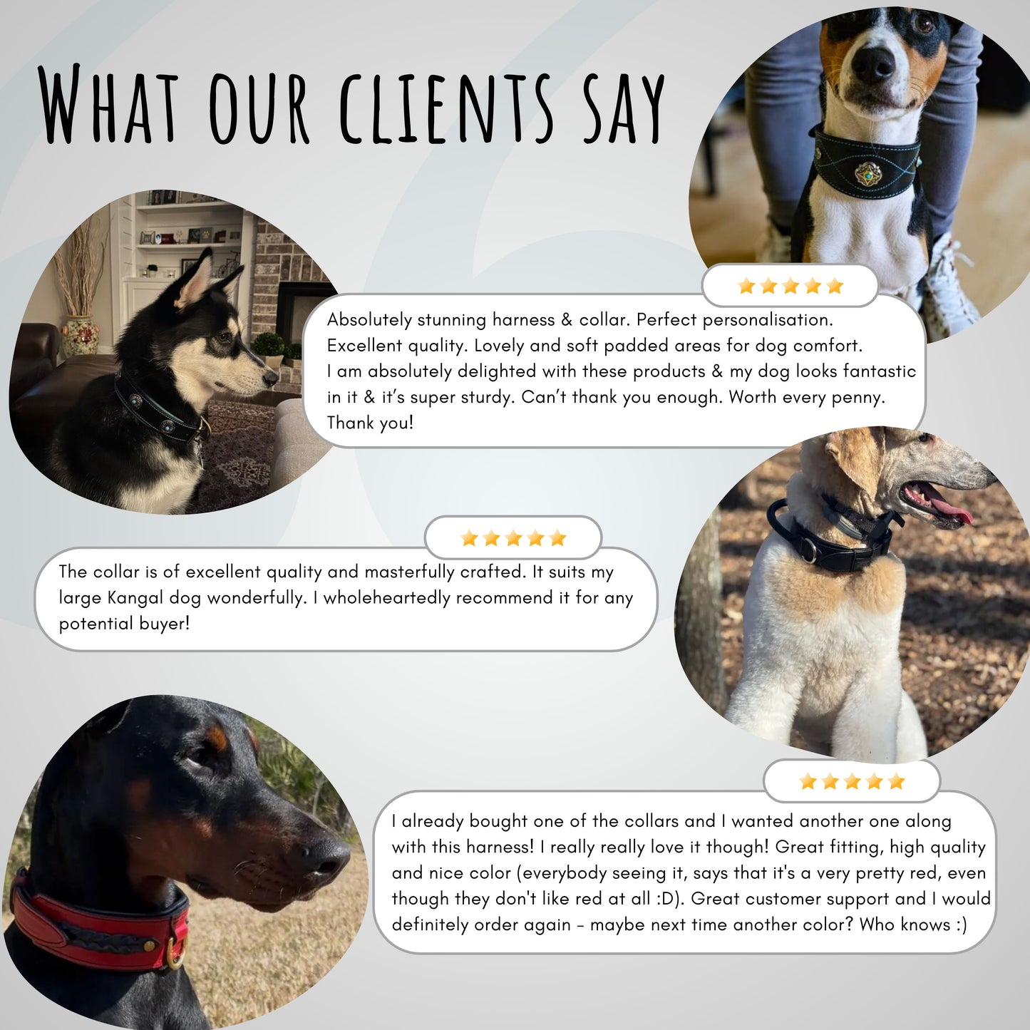 Brown Leather Dog Collar with Red Soft Padding, Heavy Duty, Custom Size, Wide