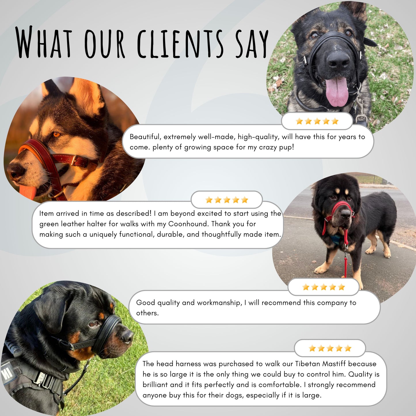 Leather No-Pull Head Collar for Large Dogs