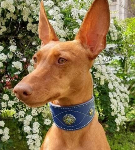 Blue Leather Hound Collar for Greyhound, Decorated Hound Collar, Leather Soft-padded Greyhound collar, Dog collar with solid brass fittings