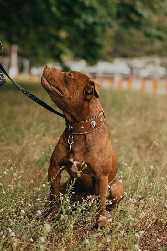 Dog Collar, Leather Dog Collar, Brown Leather Dog Collar, Decorated Dog Collar, Solid Brass Hardware Dog Collar, Stylish/Unique Dog Collar