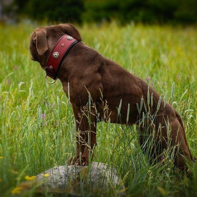 Red Leather Dog Collar, Decorated Leather Dog Collar, Soft Padded Leather Collar for Big Dog