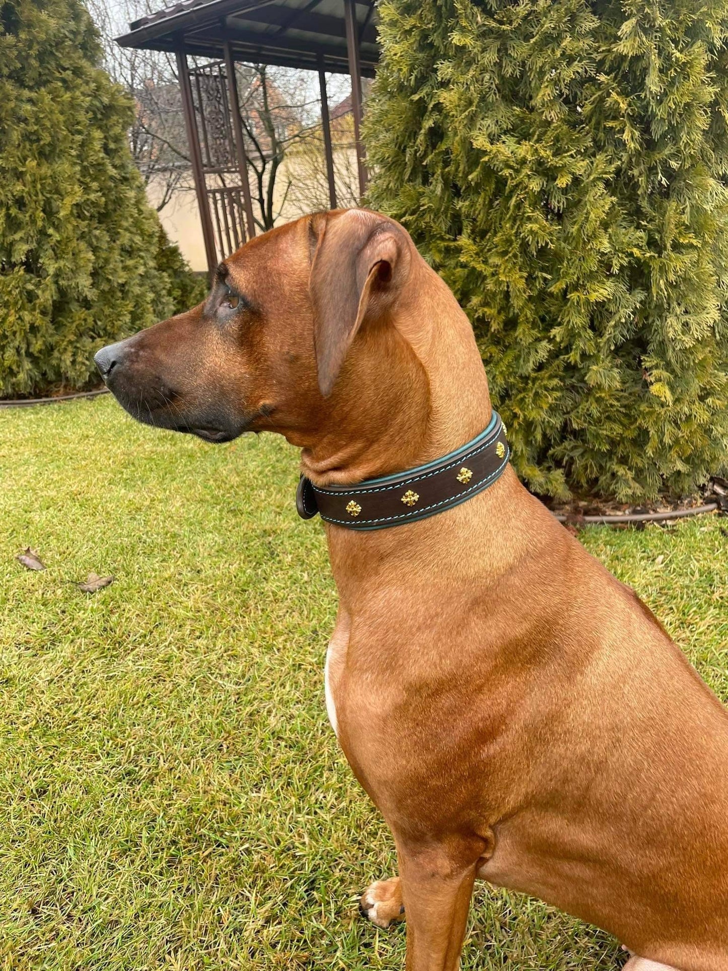 Brown Leather Dog Collar  with Coper Studs, Luxury Dog Collar, Jewelery Dog Collar, Fancy Leather Dog Collar, Beautiful Leather Dog Collar
