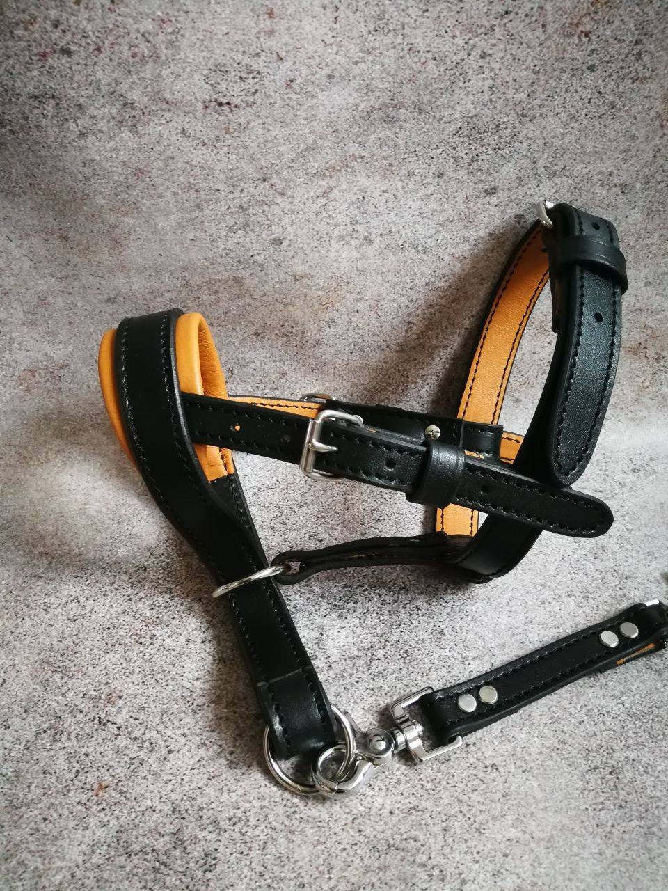 Leather head store halter for dogs