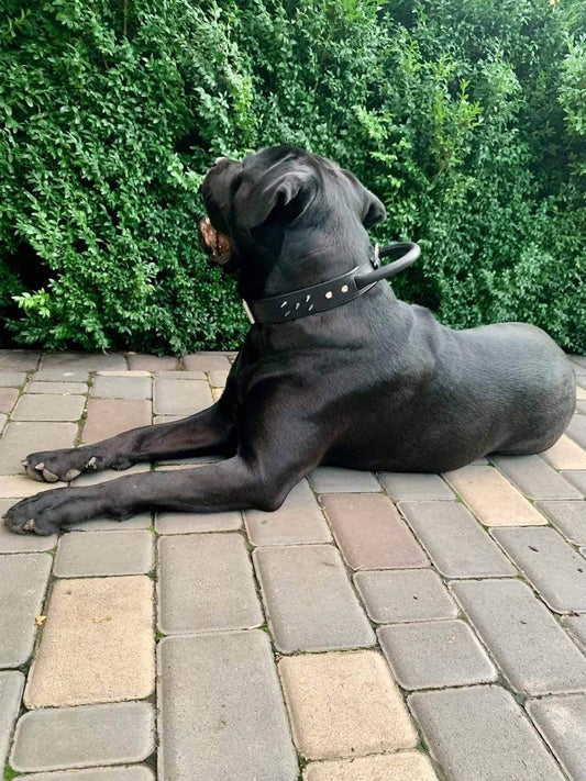 Thick handle leather dog collar for big dog, Heavy Duty leather dog collar with spikes, padded handle dog collar, padded collar with handle