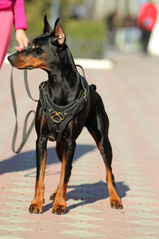 Leather Dog Harness with Handle