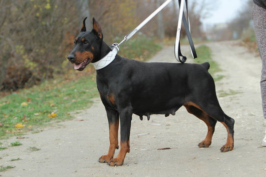 White and Black Leather Dog Collar and Leash Set, White Leather Matching Collar and Leash for dog, Designer Leather Dog Set, padded dog set