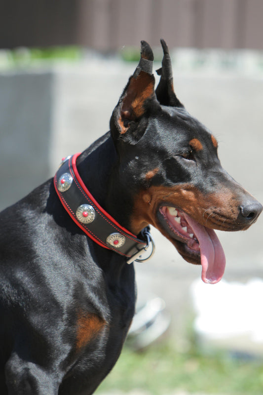 Red Leather Dog Collar with Conchos, Flower Design Dog Collar, Western Dog Collar, Padded Dog Collar with Conchos, Fancy Collar for Girl Dog