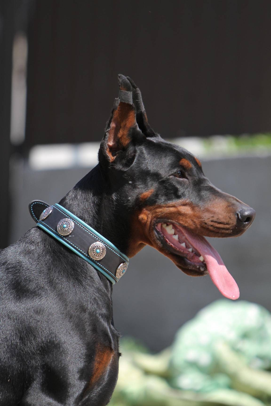 Turquoise Stones Leather Dog Collar, Conchos Dog Collar, 2 in Wide Dog Collar, Western Dog Collar, Size 18-22 in, 45-55 cm Ready to Ship