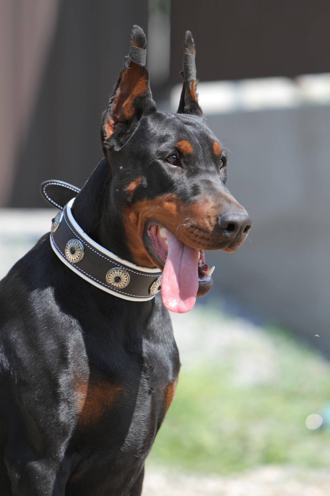 Conchos Leather Dog Collar, White and Black Leather Dog Collar, 2 in Wide Padded Leather Dog Collar for Big Dog, Stylish Dog Collar