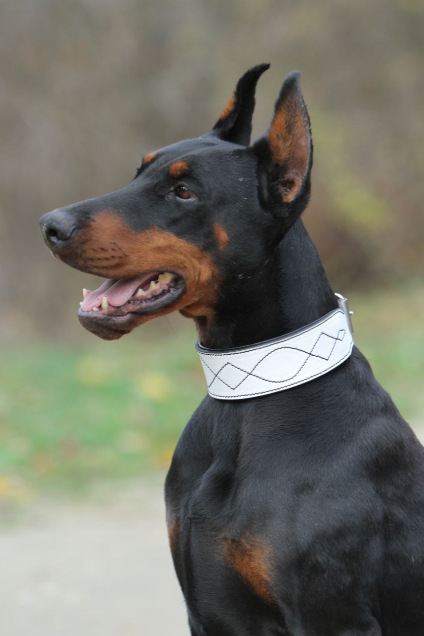 White Leather Dog Collar with Black Padding and Stitch