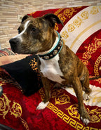 Luxury Leather Dog Collar