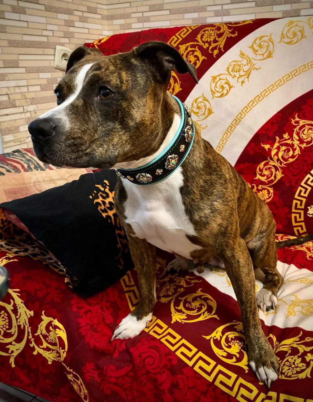 Luxury Leather Dog Collar