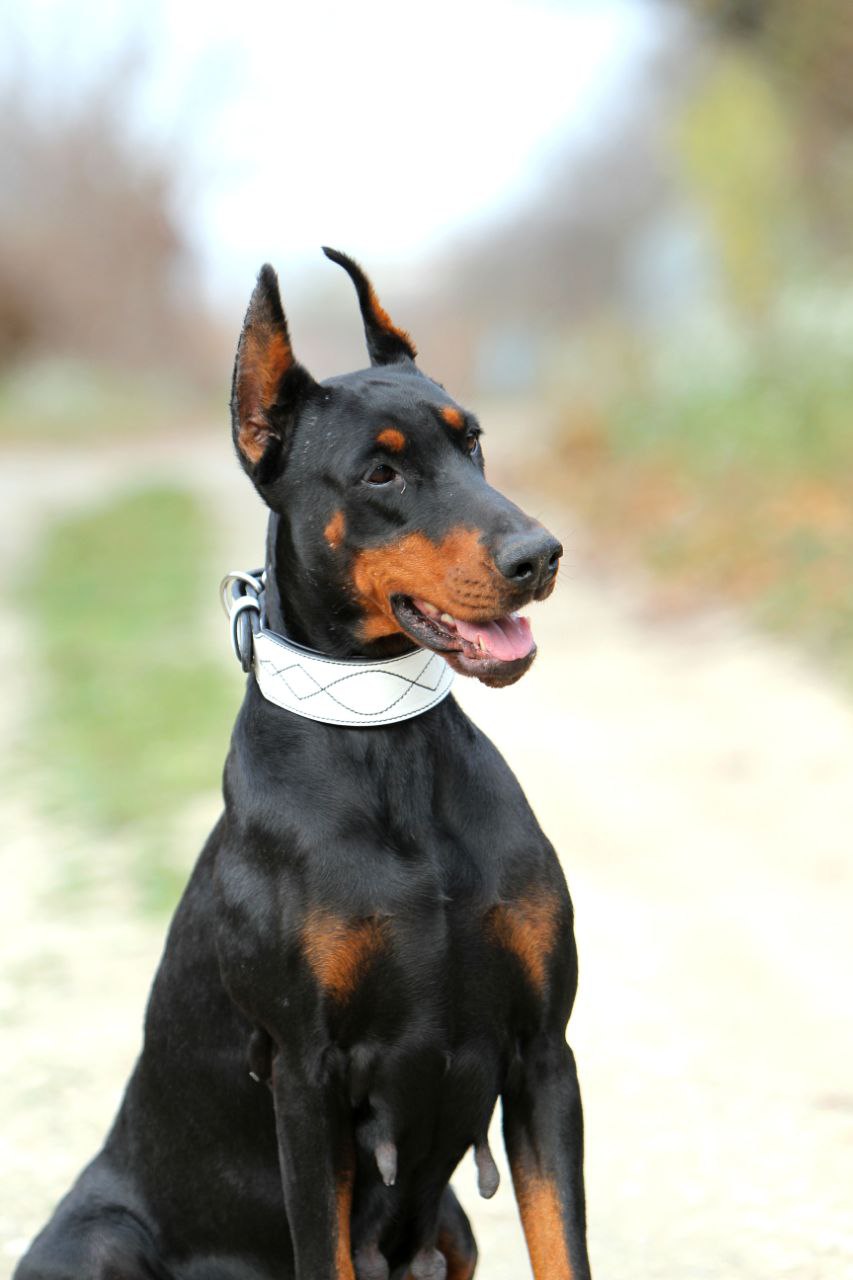 White Leather Dog Collar with Black Padding and Stitch